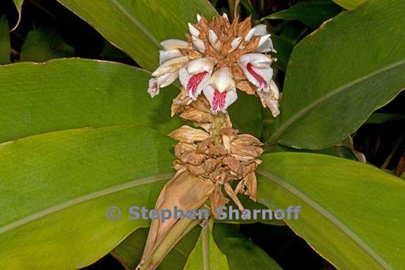 alpinia bracteata 1 graphic